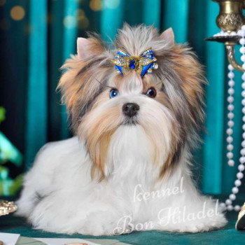 chien Yorkshire terrier Bella LES YORKIES de L'EDEN DU GIVAL