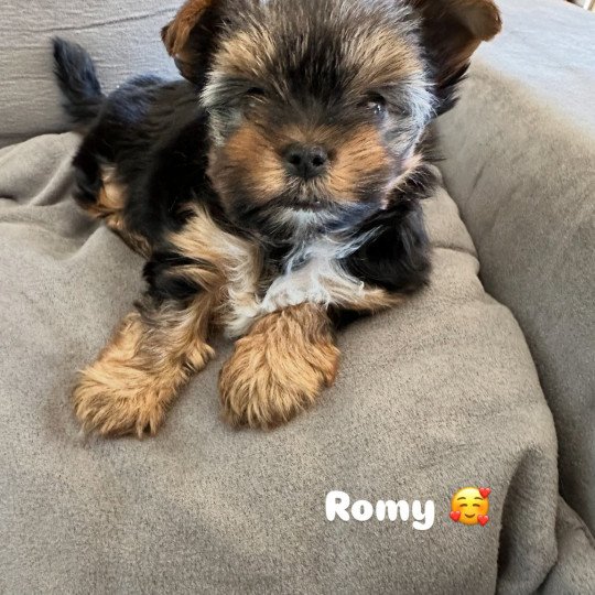 ROMY DU GIVAL Femelle Yorkshire terrier