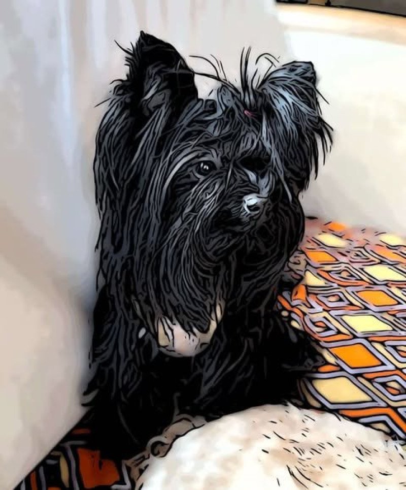 TONIA Femelle Yorkshire terrier