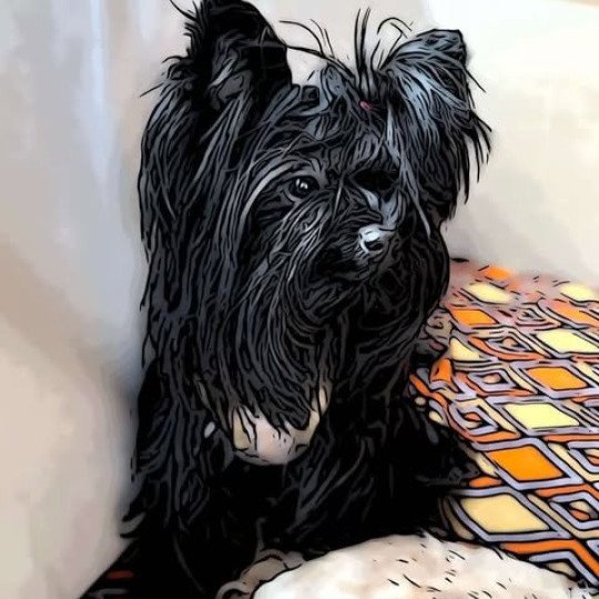 TONIA Femelle Yorkshire terrier