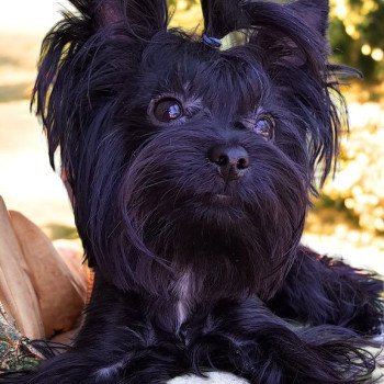 chien Yorkshire terrier BLACK TOY LES YORKS DU GIVAL