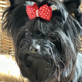 chien Yorkshire terrier BLACK TOY LES YORKS DU GIVAL