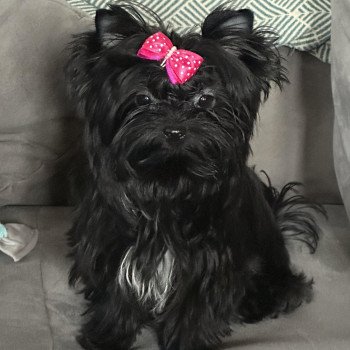 chien Yorkshire terrier BLACK TOY LES YORKS DU GIVAL