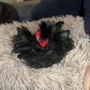 chien Yorkshire terrier BLACK TOY LES YORKS DU GIVAL