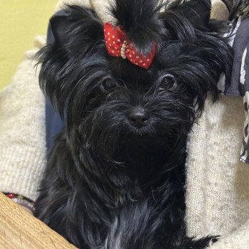 chien Yorkshire terrier BLACK TOY LES YORKS DU GIVAL