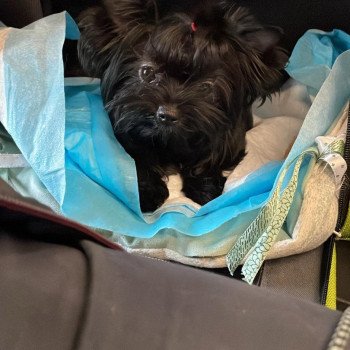 chien Yorkshire terrier BLACK TOY LES YORKS DU GIVAL