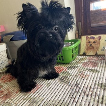 chien Yorkshire terrier BLACK TOY LES YORKS DU GIVAL