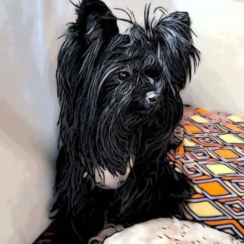 chien Yorkshire terrier BLACK TOY LES YORKS DU GIVAL